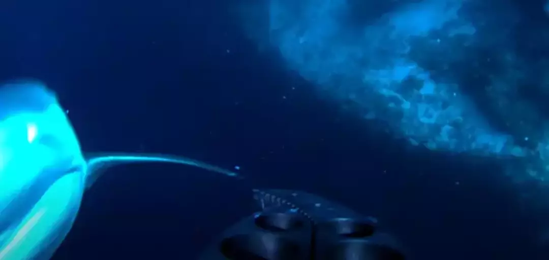 O tubarão não era tão amigável assim afinal (YouTube/Will Mitchell)