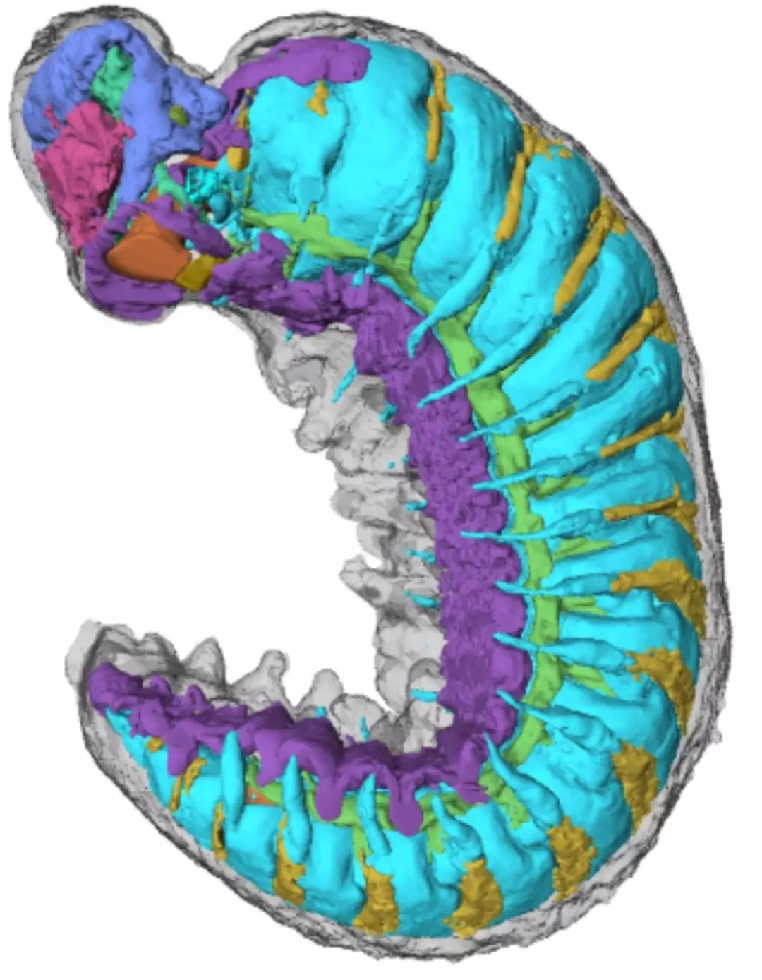 Os cientistas ficaram maravilhados (Yang Jie/Zhang Xiguang)