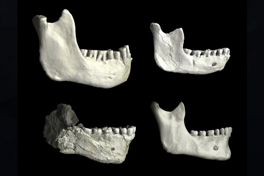 Imagem da Mandíbulas inferiores (maxilares) do Norte da África, ilustrando a variação entre hominídeos fósseis e humanos modernos. Os fósseis mostrados são Tighennif 3 da Argélia (canto superior esquerdo), ThI-GH-10717 da Pedreira Thomas em Marrocos (canto superior direito) e Jebel Irhoud 11 de Marrocos (canto inferior esquerdo), comparados com uma mandíbula de um humano moderno recente (canto inferior direito). Todos os espécimes são mostrados na mesma escala, permitindo a comparação direta de seu tamanho e forma.