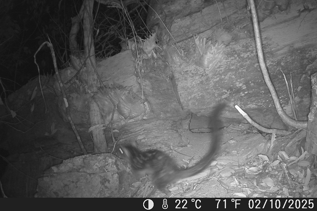 Fotografia da câmera de vigilância, do quoll-do-norte que reapareceu no Santuário de Vida Selvagem de Piccaninny Plains em outubro deste ano, sendo o primeiro avistamento da espécie no santuário em mais de 80 anos.
