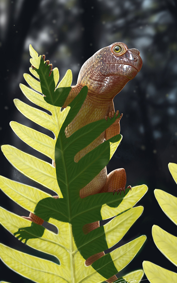 Ilustração do Sauropia macrorhinus.