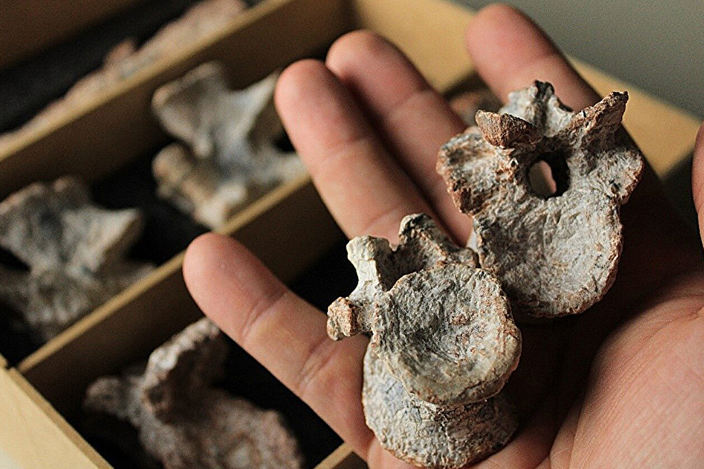 Fotografia dos Fóssil de Tainrakuasuchus bellator.