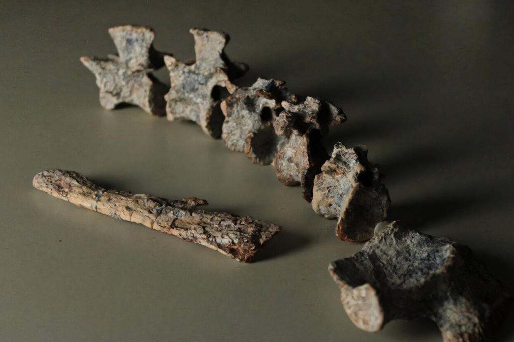 Fotografia dos Fóssil de Tainrakuasuchus bellator.