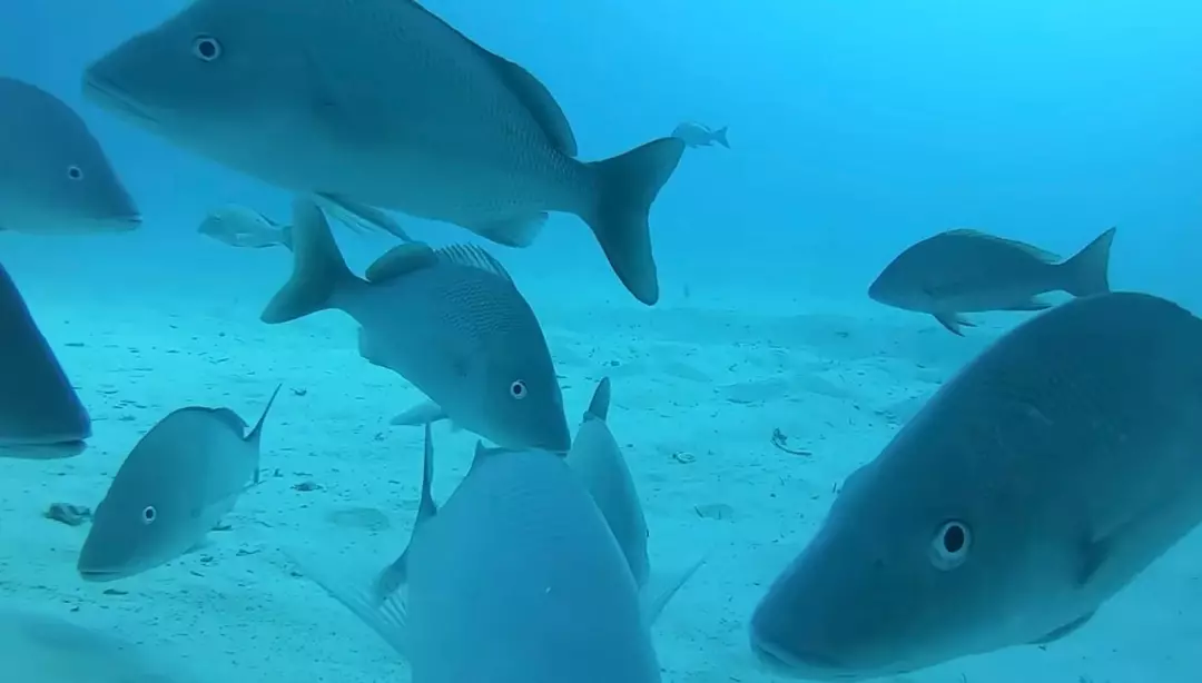 Odysseas Froilan jogou sua GoPro de um navio para ver o que estava acontecendo abaixo da superfície (YouTube/@OdiFroilan)