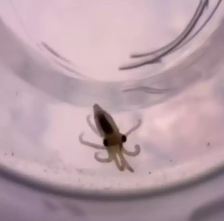 Todos os descendentes de Terrance acabariam falecendo após sua morte (TikTok/doctoktopus)