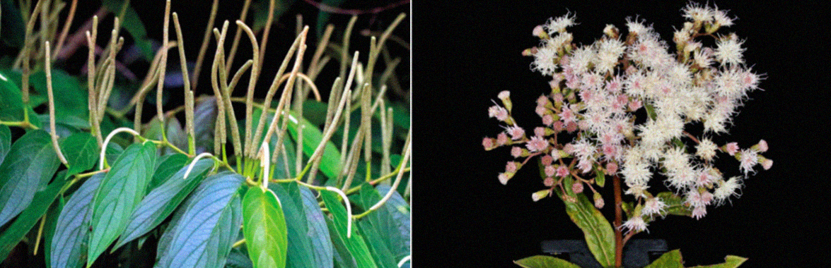 Assa-peixe (Vernonanthura polyanthes) e jaborandi-do-mato (Piper aduncum).