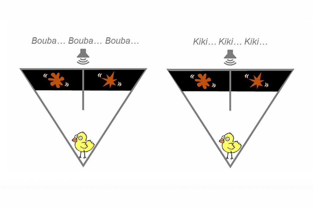 Ilustração dos experimentos Bouba-kiki em pintinhos