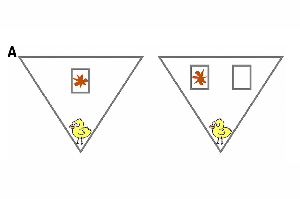 Ilustração dos experimentos Bouba-kiki em pintinhos