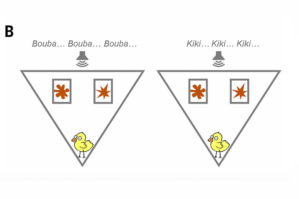 Ilustração dos experimentos Bouba-kiki em pintinhos