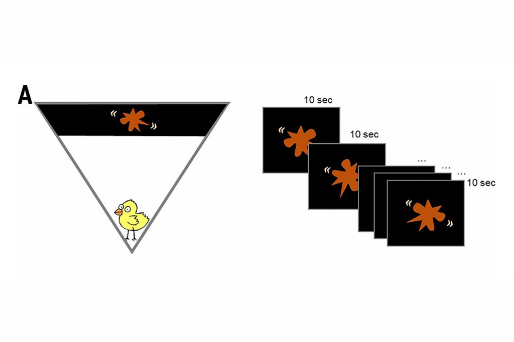 Ilustração dos experimentos Bouba-kiki em pintinhos