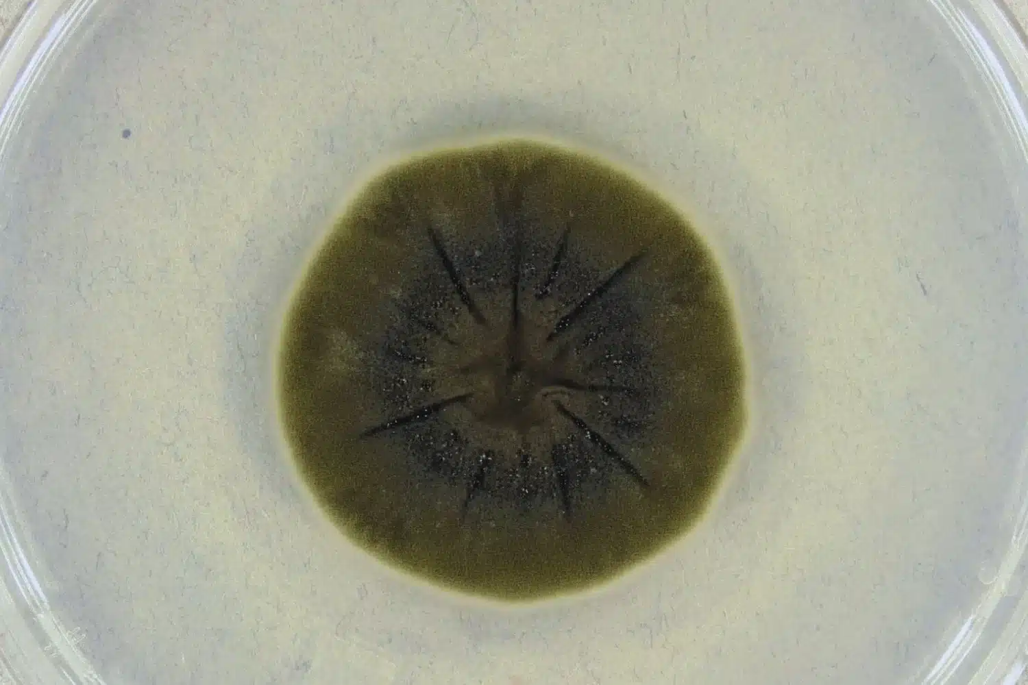 © Reddit / r/chernobyl.