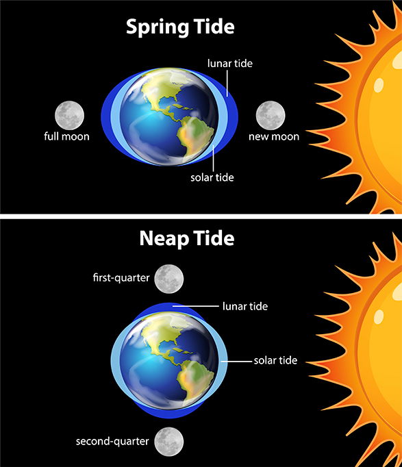 Ilustração de Diagrama que mostra marés da terra