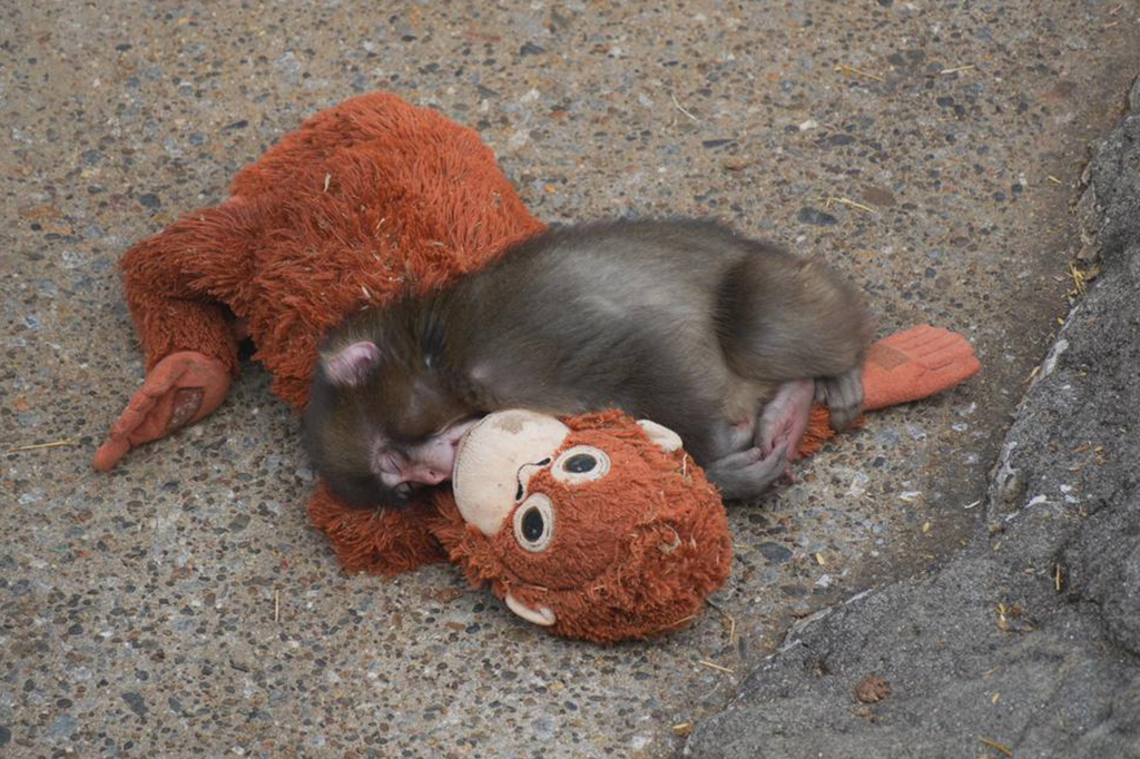 Fotografias do macaquinho Punch.