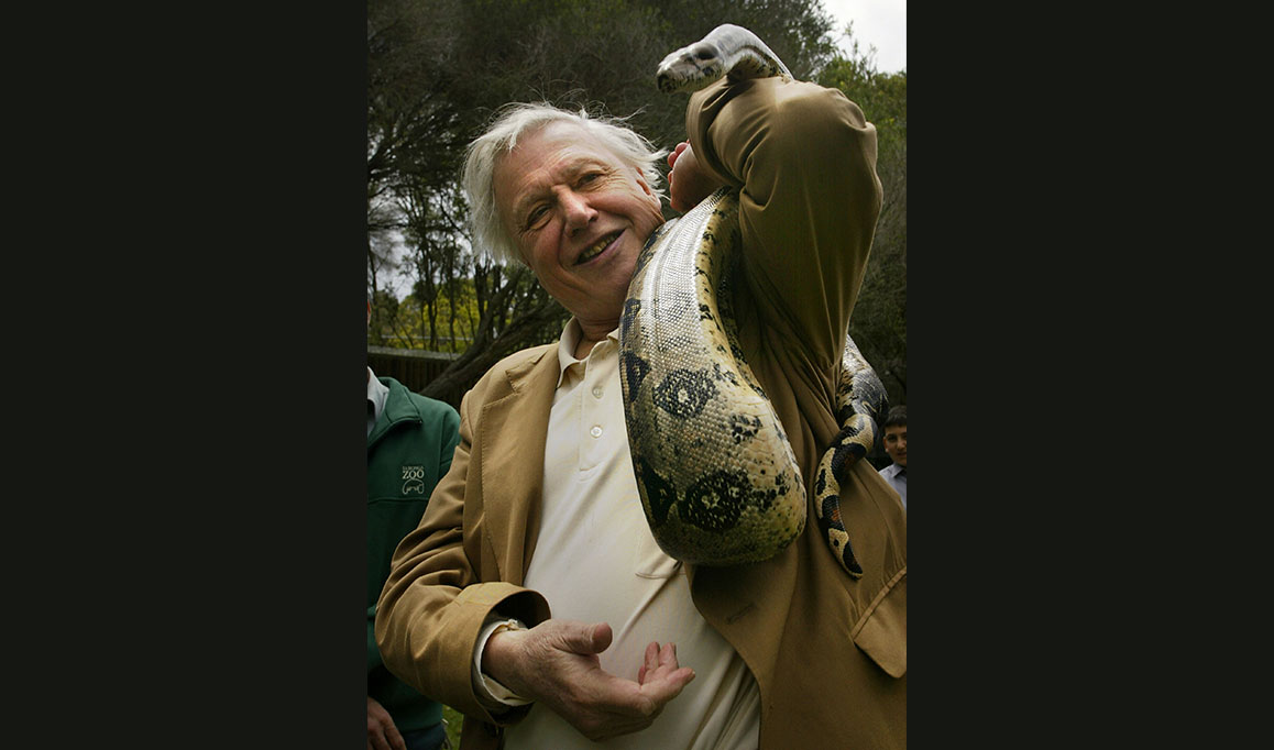 Uma píton cumprimenta David Attenborough durante uma sessão de fotos no Zoológico de Taronga Park, em 13 de outubro de 2003, em Sydney, Austrália.
