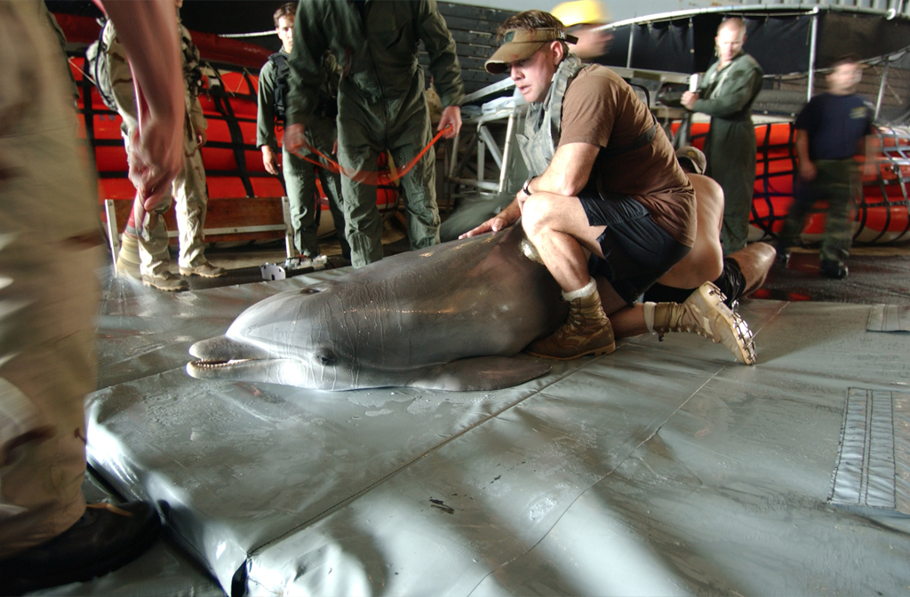 Fotografia de um homem e um golfinho no interior de um barco.