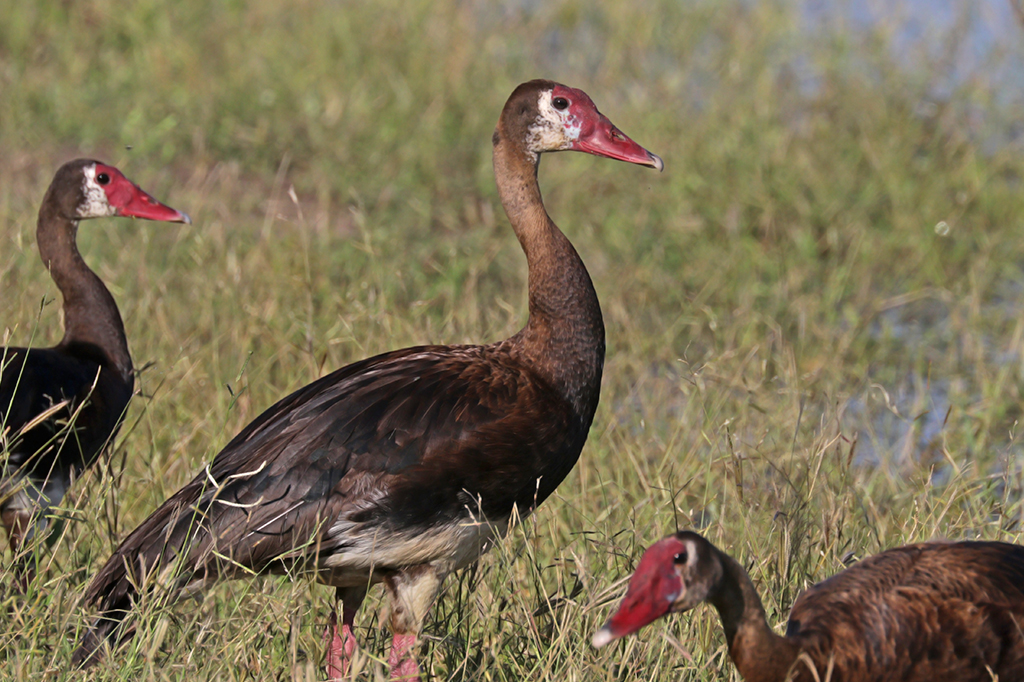 Fototografia do Pato-ferrão.