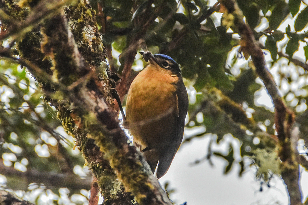 Fotografia do pássaro Blue-capped Ifrita Bird.
