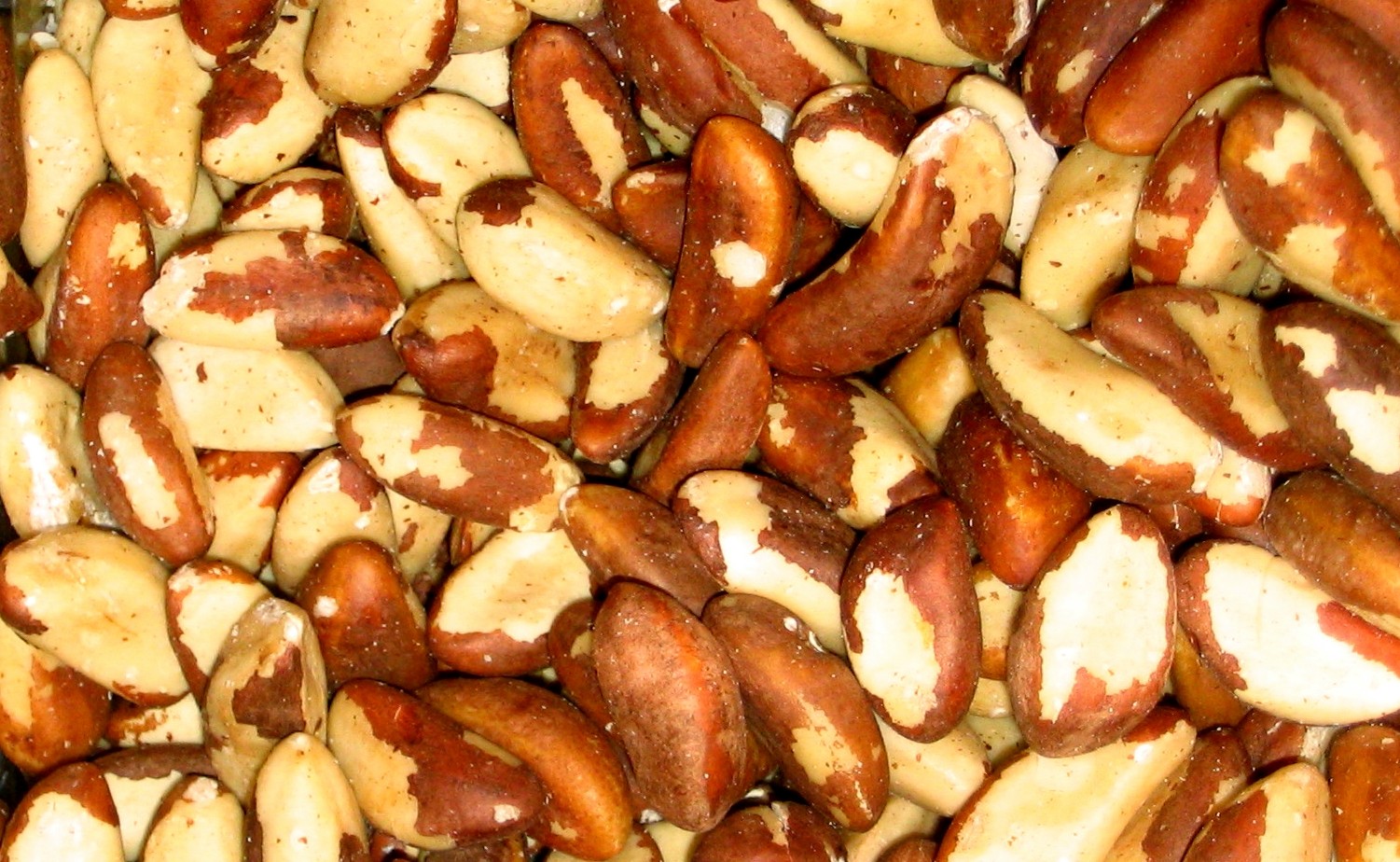 Muitas castanhas-do-pará descascadas, com a superfície lisa e brilhante, exibindo tons de creme e marrom-avermelhado em padrões irregulares