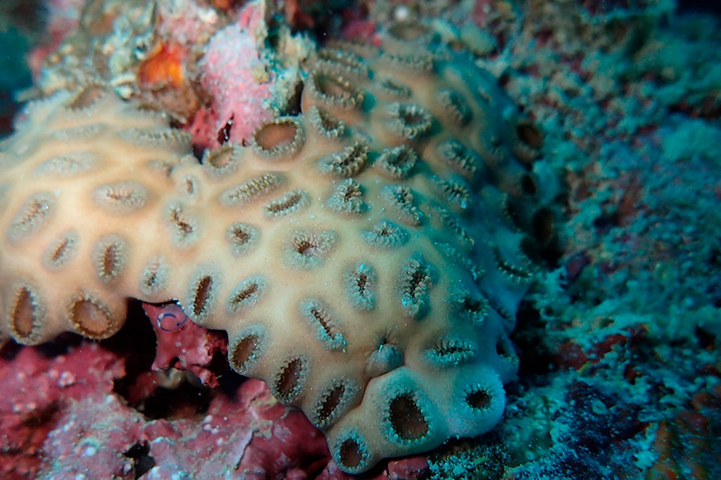 Coral marrom-claro com cavidades ovais escuras, cercado por corais vermelhos e azuis no fundo do mar