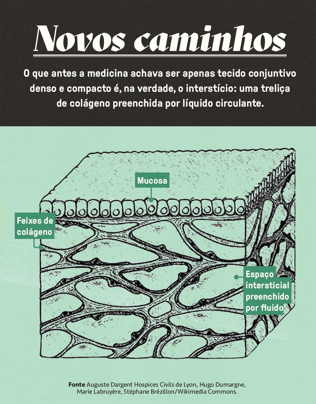 Ilustração científica detalhada do interstício, mostrando a mucosa na parte superior, feixes de colágeno entrelaçados e o espaço intersticial preenchido por fluido. O título Novos caminhos e o texto explicam que o interstício é uma treliça de colágeno com líquido circulante, antes considerado apenas tecido conjuntivo denso.