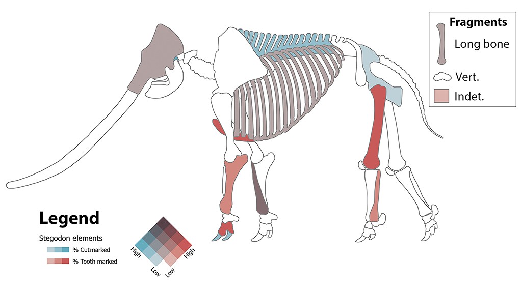 Esqueleto de Stegodon com ossos coloridos indicando marcas de corte e dente. A legenda mostra que azul representa marcas de corte e vermelho, marcas de dente, com gradientes de intensidade. Uma caixa de fragmentos exibe ossos longos, vértebras e indeterminados
