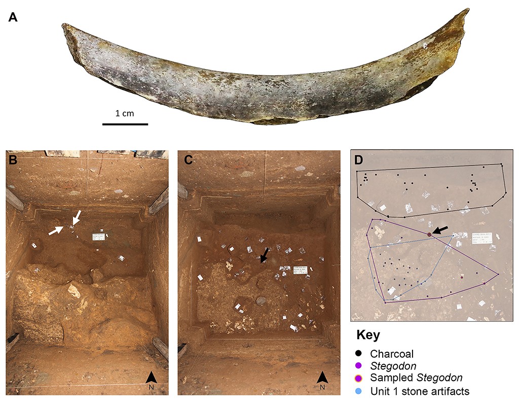 Quatro imagens ilustram achados arqueológicos. A mostra um fragmento de osso curvo, esbranquiçado e com manchas escuras, com uma régua de 1 cm. B e C são fotos aéreas de uma escavação retangular no solo, com terra marrom e alguns objetos marcados com setas e etiquetas. D é um mapa da escavação, com pontos pretos, roxos e azuis representando carvão, estegodonte e artefatos de pedra, respectivamente, e uma legenda explicativa