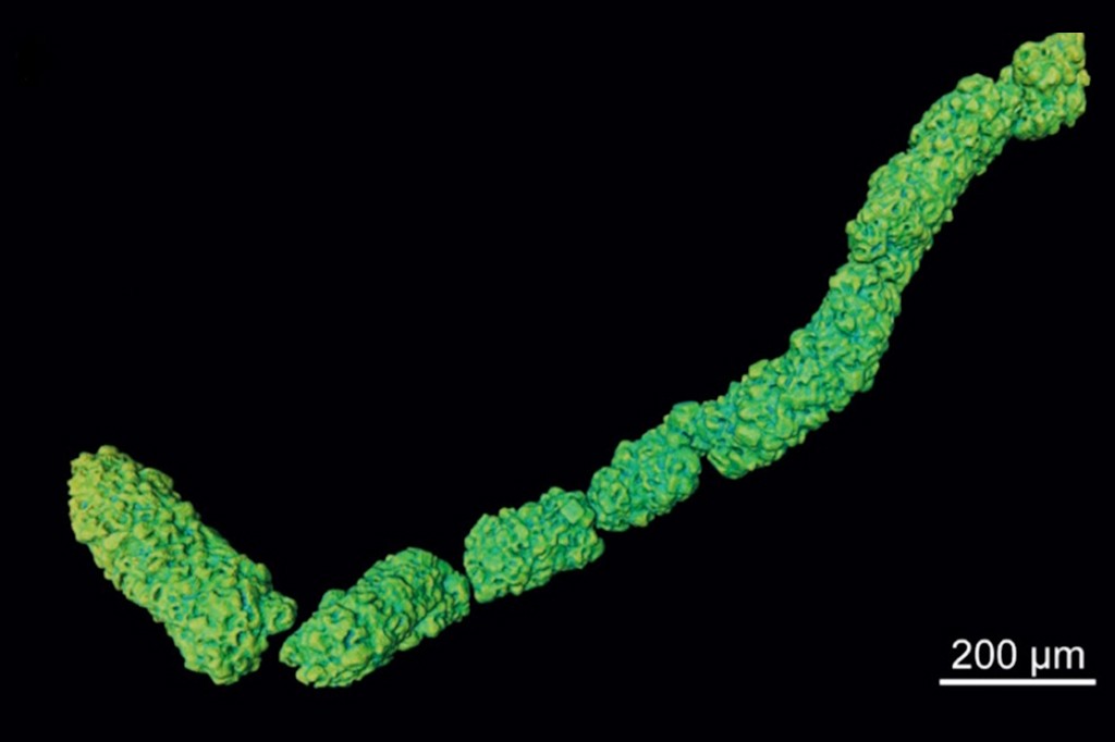 Cadeia de estruturas microscópicas verde-limão e azul-turquesa, com textura irregular e granulada, dispostas em formato de S sobre fundo preto. Uma barra de escala branca no canto inferior direito indica 200 µm