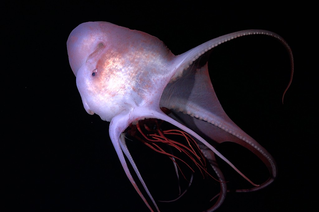 Polvo fantasma translúcido, de corpo branco-rosado e olhos escuros, com oito tentáculos finos e longos, alguns com ventosas visíveis, e filamentos vermelhos saindo da parte inferior, nadando em um fundo preto profundo