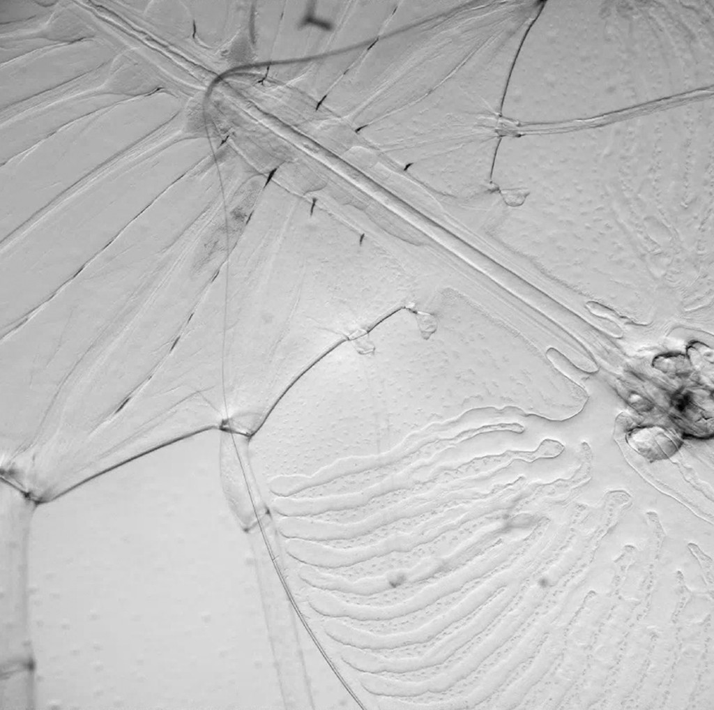 Microscopia eletrônica de uma asa de inseto em tons de cinza, mostrando detalhes das nervuras e da membrana translúcida com textura pontilhada e linhas onduladas