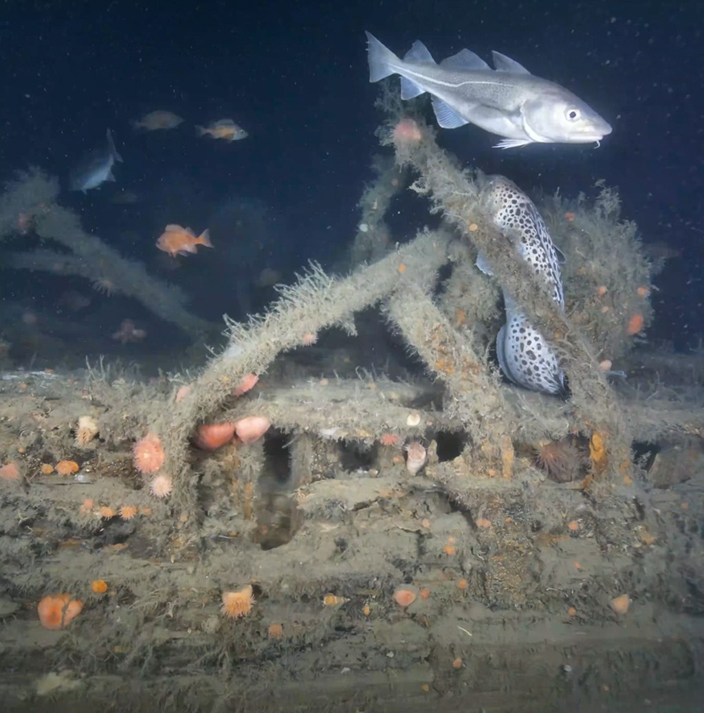 Um bacalhau prateado nada sobre um peixe-lobo malhado e um naufrágio coberto de algas e anêmonas-do-mar em tons de laranja e rosa, no fundo escuro do oceano
