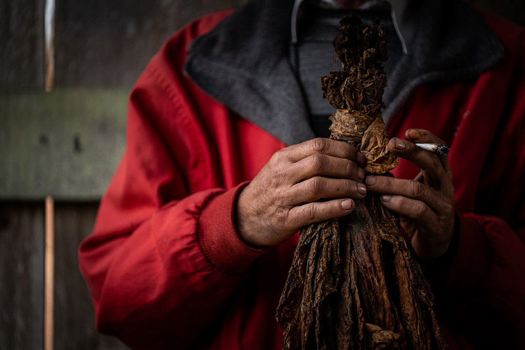 Homem de casaco vermelho e gola cinza segura um maço de folhas de tabaco secas e um cigarro aceso entre os dedos da mão direita