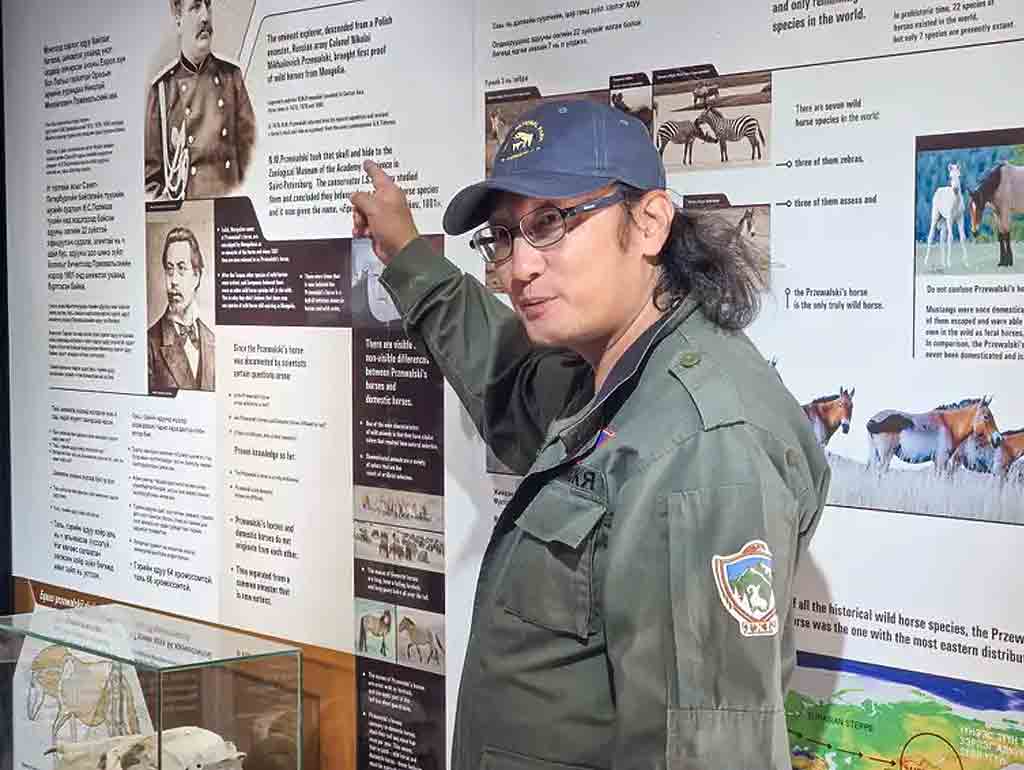 Homem asiático de óculos e boné azul, com camisa verde-oliva, apontando para um painel informativo sobre cavalos selvagens, com textos e fotos de cavalos e zebras