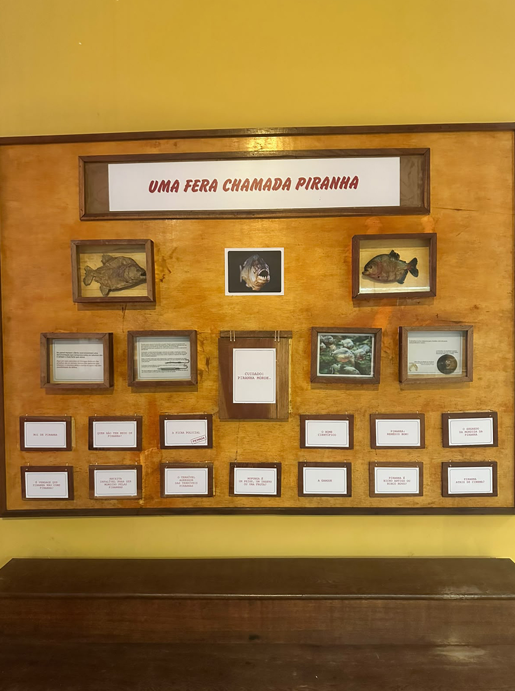 Painel de madeira com o título UMA FERA CHAMADA PIRANHA em destaque. Abaixo, duas piranhas empalhadas em caixas de vidro, uma foto de piranha com a boca aberta e dentes afiados, e diversas placas menores com informações sobre o peixe