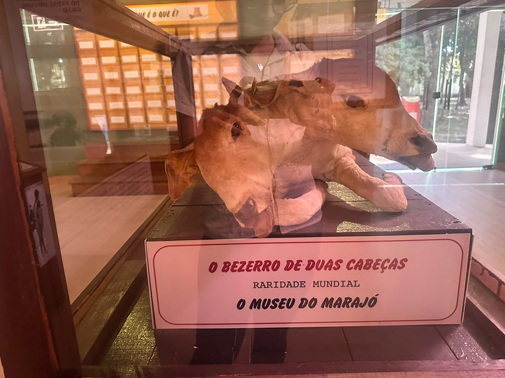 Bezerro empalhado de duas cabeças, com pelagem clara, exposto em uma vitrine de vidro. Abaixo, uma placa branca com borda vermelha exibe o texto O BEZERRO DE DUAS CABEÇAS RARIDADE MUNDIAL O MUSEU DO MARAJÓ. Ao fundo, um ambiente de museu.