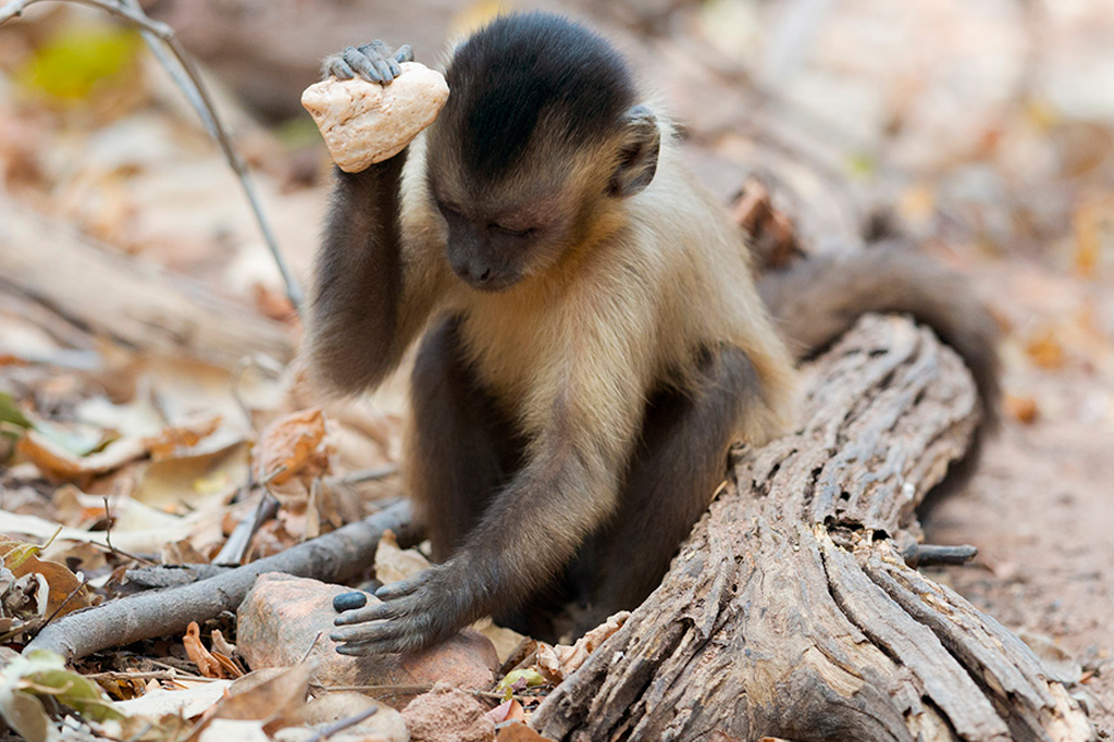 Macaco-prego jovem, com pelagem marrom-clara e escura, sentado no chão de terra com folhas secas, segurando uma pedra clara na mão direita e olhando para baixo, concentrado em algo no chão