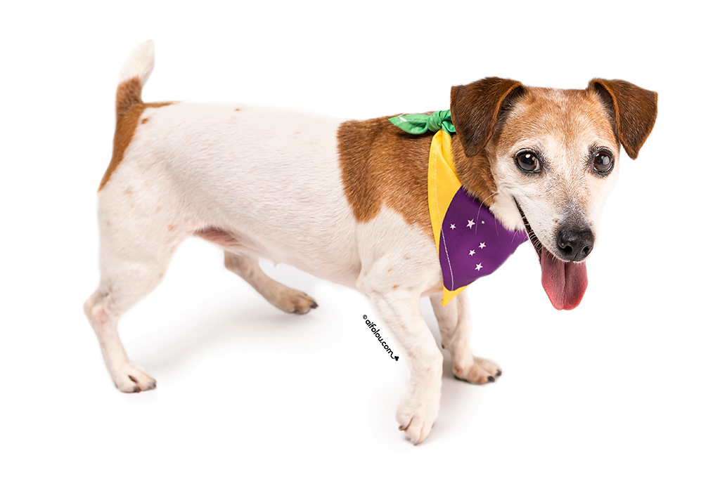 Cachorro da raça Jack Russell Terrier, branco com manchas marrons, usando uma bandana com as cores da bandeira do Brasil, verde, amarelo e roxo com estrelas brancas. Ele está de pé, olhando para frente, com a língua para fora e expressão feliz, em um fundo branco