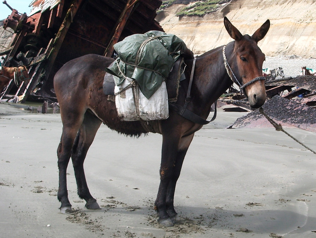 Mula marrom escura com focinho e orelhas mais claras, carregando sacos verdes e brancos amarrados, parada na areia da praia com um navio naufragado ao fundo