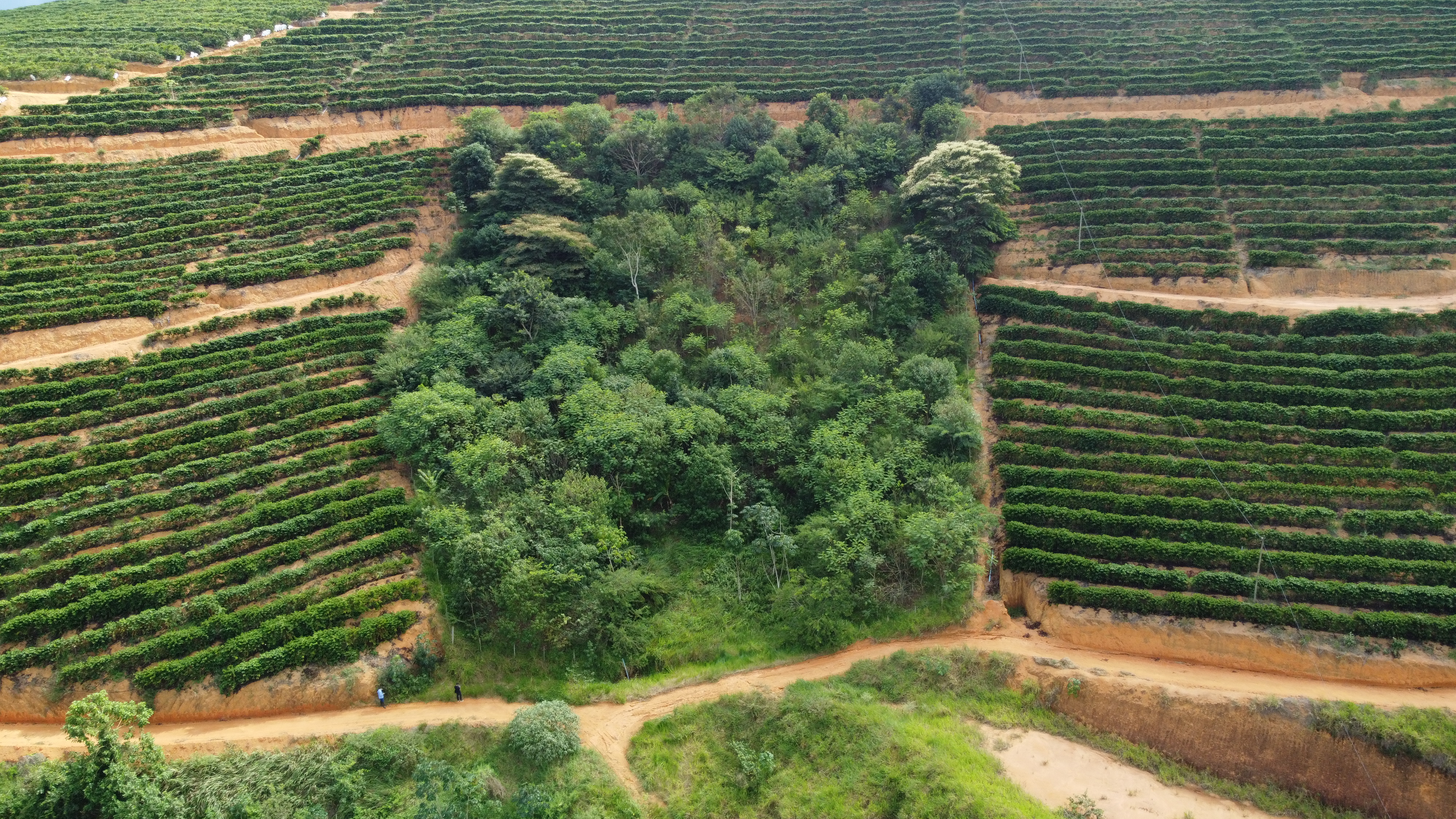 São mais de 357 hectares em processo de recuperação, em que já foram plantadas mais de 1 milhão de mudas de mais de 300 espécies nativas da Bacia do Rio Doce