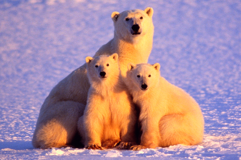 Fotografia de um Urso polar com dois filhotes.