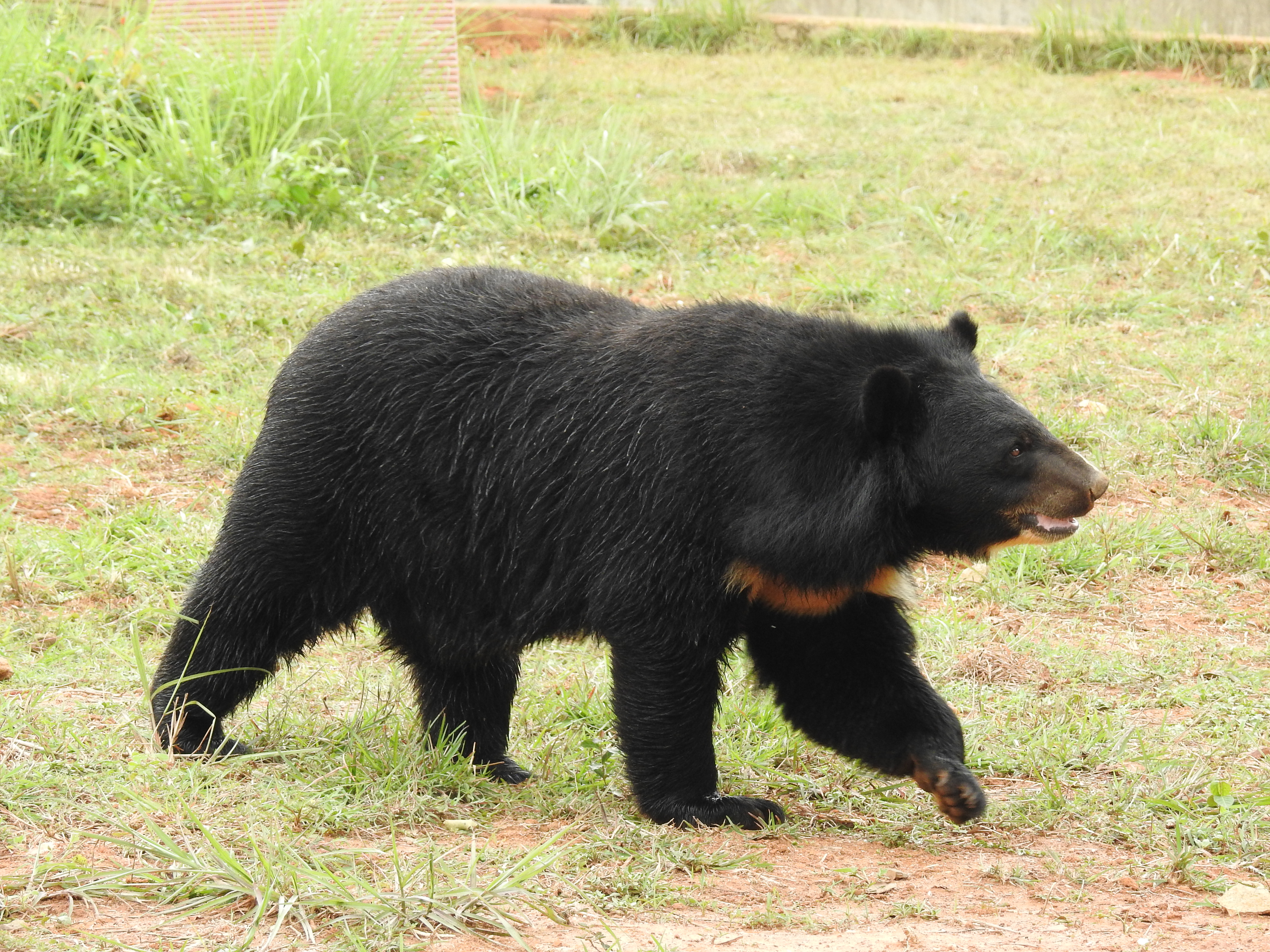 Urso-negro-asiático de pelagem preta e mancha clara no peito, caminhando sobre gramado com terra batida, olhando para a direita