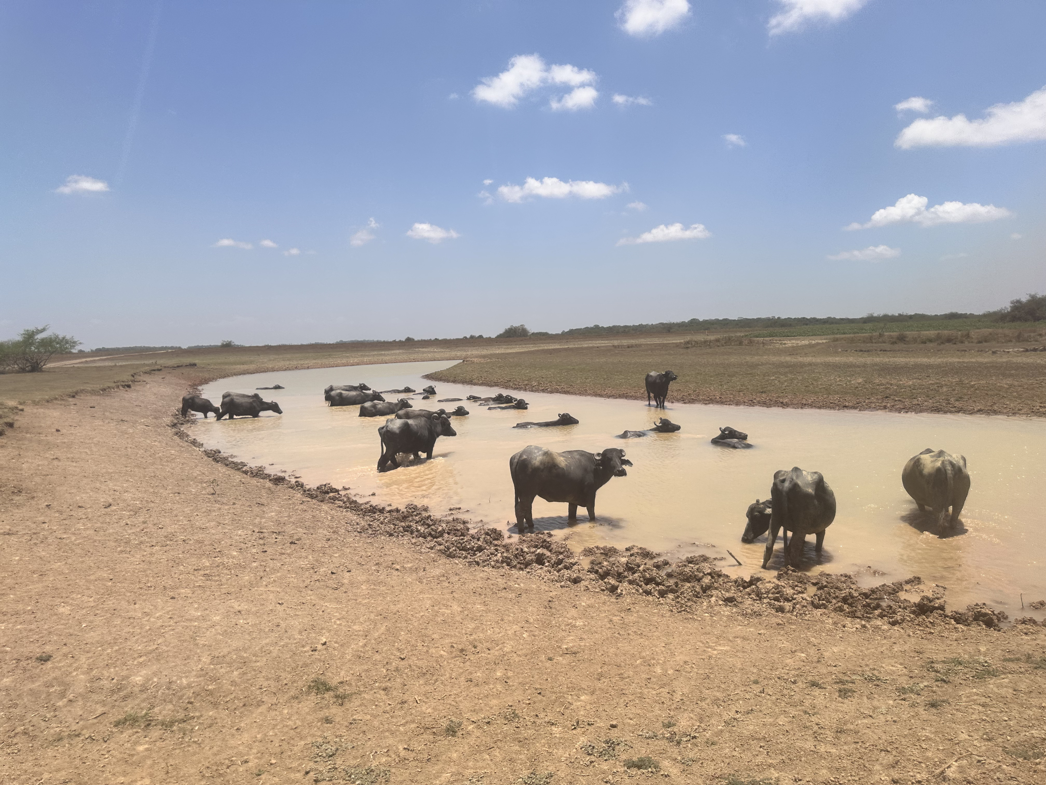 Búfalos em um rio de água barrenta, com um filhote próximo à mãe, sob um céu azul com nuvens esparsas. A paisagem é seca, com terra marrom e vegetação rasteira ao fundo