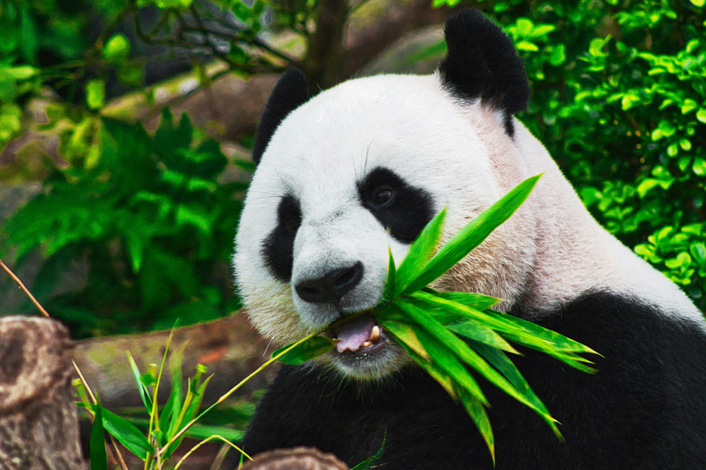 Panda gigante comendo folhas de bambu, com a boca aberta mostrando os dentes, em meio a folhagem verde.