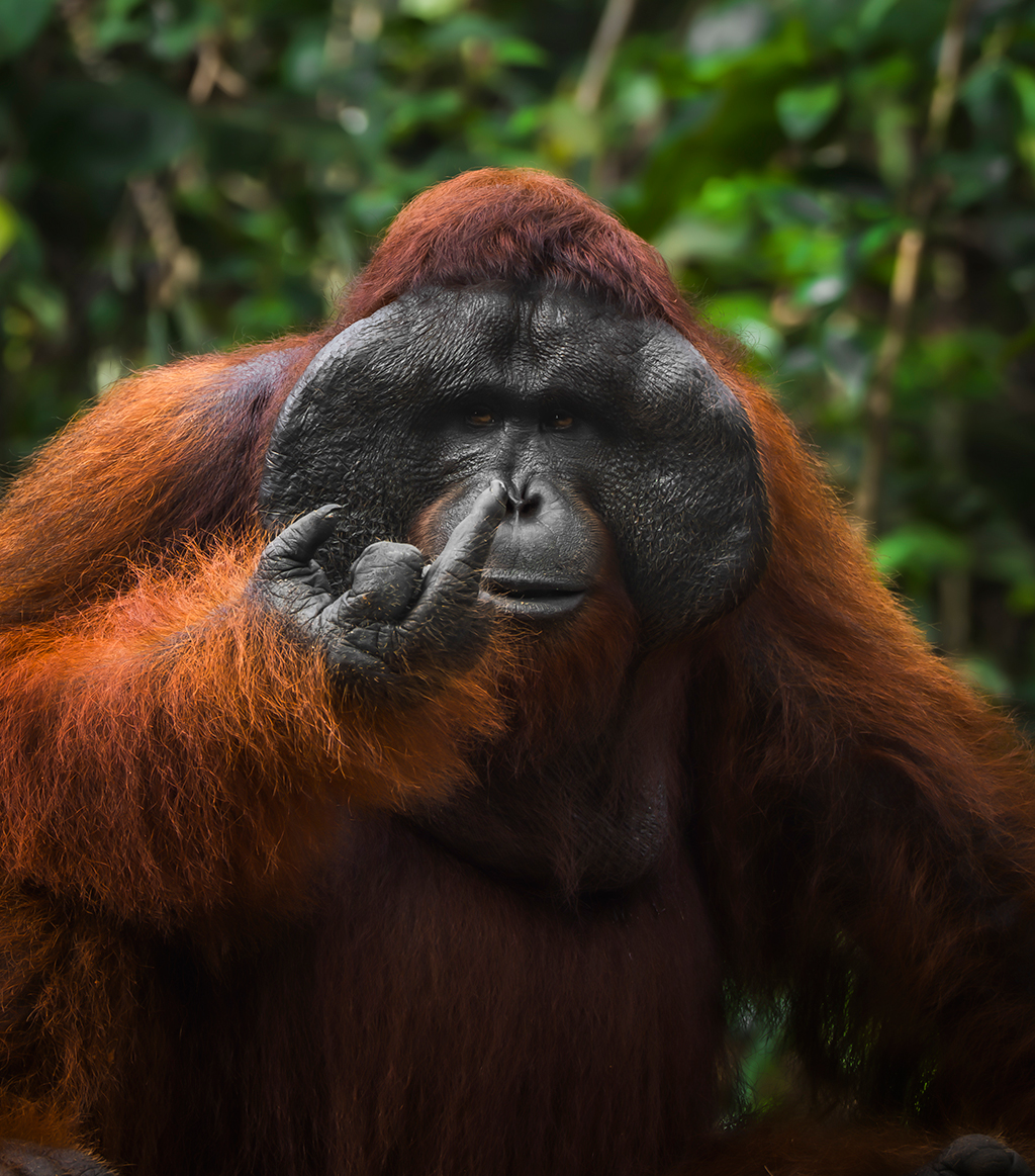 Orangotango adulto com pelos ruivos e rosto escuro, olhando para frente enquanto mostra o dedo médio, em uma floresta tropical